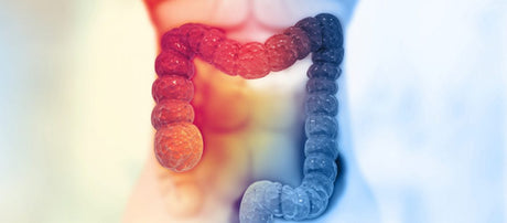 3 Gentle Ways to Support Your Colon Health