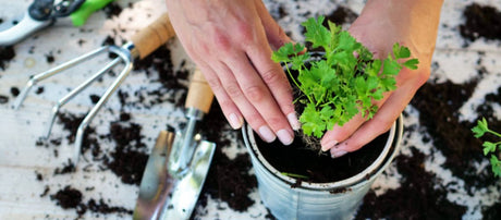 4 Plants Your Garden Can’t Live Without