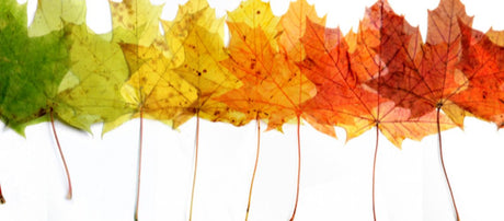How to Prepare Your Mind and Body for a Seasonal Transition
