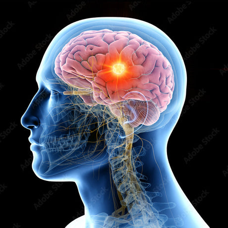 Brain & Cognitive Support